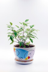 Fototapeta premium Ficus Benjamin in a light pot or planter. taken in close-up on a white background