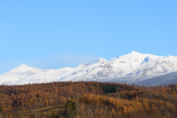 秋の富良野の紅葉と冠雪した十勝連峰