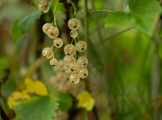 Whitecurrant berries growing in a bush in the garden. Beautiful summer scenery of Latvia, Northern Europe.