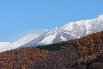秋の富良野の紅葉と冠雪した十勝連峰