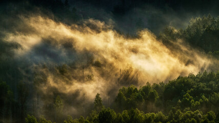 Smoke in the woods - Rauchender Wald