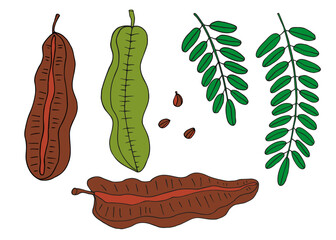 Prekese Tetrapleura tropical fruit hand drawn vector illustration on isolated background. Botanical colored drawing African legume tree with fetus, branch, leaves. Medical plant, aromatic spice, food