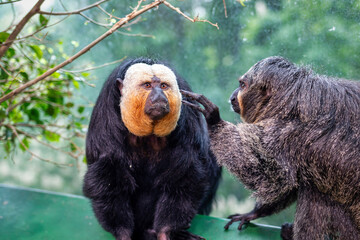 White-Headed Saki (Pithecia pithecia) Male, Staring into Camera While Being Approached by Interested Female