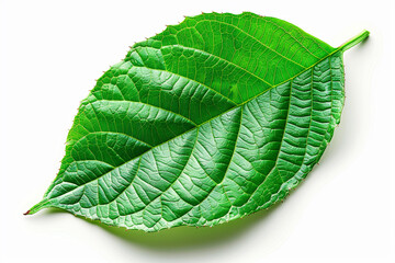Obraz premium Green leaf isolated on white background