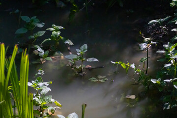 SFONDO AMBIENTE ACQUATICO EMILIANO ROMAGNOLO