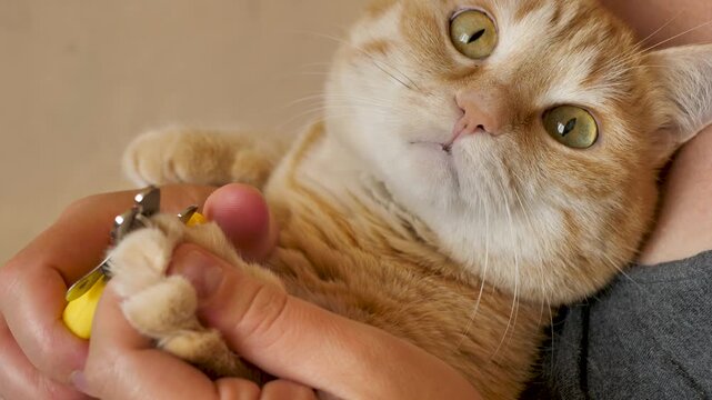 Beautiful ginger cat looks sad and scared with sadness during the process of trimming the claws of a pet. Groomer removes sharp claws of a ginger cat close-up. Care and care for pets. Love for animals