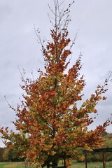 Grauer Herbsttag am Wölfersheimer See in Hessen