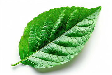 Obraz premium Green leaf isolated on white background