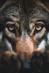 Wolf wallpaper. Wolf poster