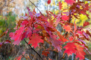 Autumn red leaves on a natural background.