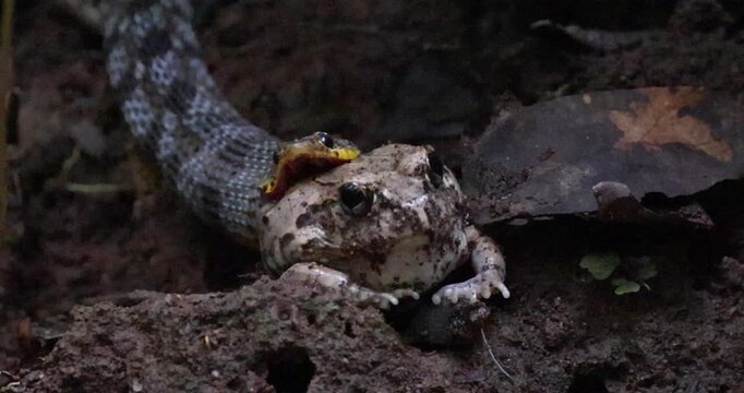 Buff striped keelback snake eating frog. This video was shoot in very low light condition with telephoto lens, while doing birding. 