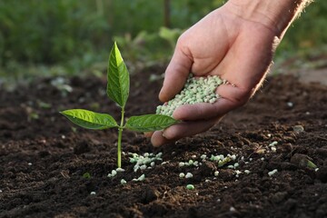 Man putting fertilizer onto soil under plant outdoors, closeup