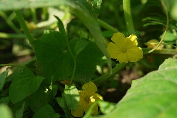 Young cucumber plant with green leaves growing in field, closeup