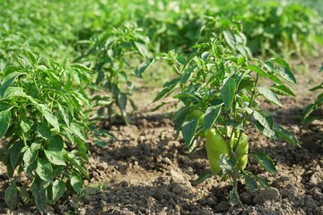 Bell pepper plants growing in field on sunny day