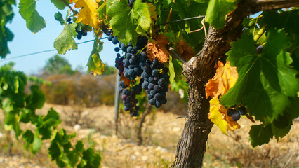 beautiful large ripe bunches of grapes, French winemaking, Europe, harvest, grapes close-up, bright, tasty, rich, agriculture, fruit, bio, farming
