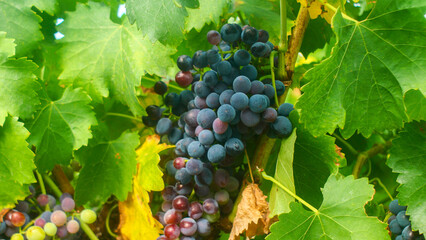 beautiful large ripe bunches of grapes, French winemaking, Europe, harvest, grapes close-up, bright, tasty, rich, agriculture, fruit, bio, farming