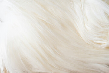 close up of white woolly sheep fleece for background texture