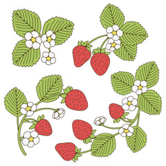 Strawberry plant flower illustration of strawberry with leaves and flowers. Isolated on white background. Design for grocery, farmers market, tea, natural cosmetics, summer garden design element.