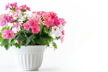 Photo of geranium flower in a white flower pot on white background , Generative AI
