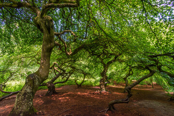 Hexenwald Krüppelbuchen bei Lietzow auf Rügen
