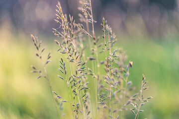 Fototapeta premium Abstract soft focus sunset field landscape autumn grass meadow warm golden hour sunset sunrise time. Tranquil spring summer nature closeup and blurred forest background. Idyllic nature