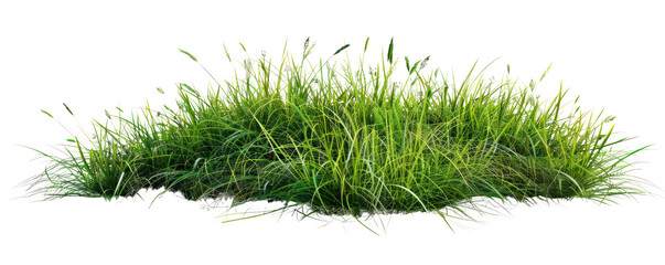 Lush green grass patch showcasing vibrant blades under natural sunlight, perfect for nature-themed designs or landscaping projects.