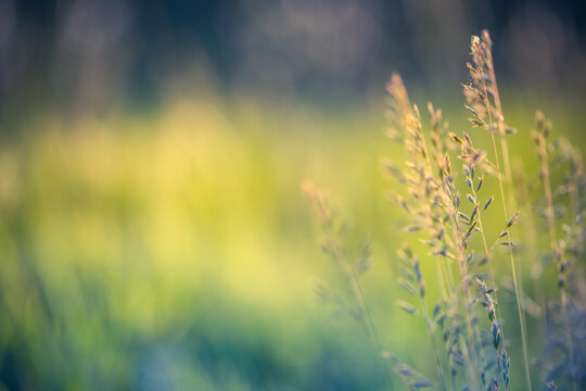 Abstract soft focus sunset field landscape autumn grass meadow warm golden hour sunset sunrise time. Tranquil spring summer nature closeup and blurred forest background. Idyllic nature