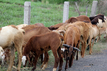 Fototapeta premium close up shot of goats on road beside farm land