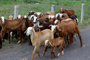 close up shot of goats on road beside farm land