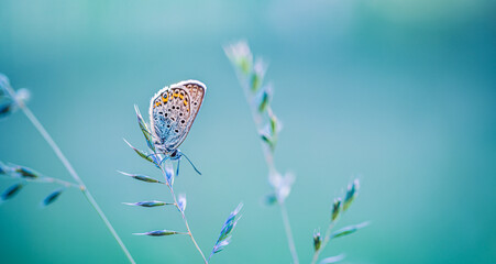 Beauty in nature. Tranquil closeup of butterfly, soft morning sunlight pastel colors. Peaceful bright blue green blur lush foliage. Sunset abstract macro spring nature amazing artistic natural flora
