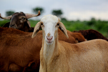close up shot of goats on road beside farm land