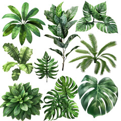 A diverse collection of tropical leaves showcasing various shapes and textures, perfect for nature-themed designs and backgrounds.