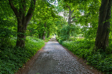 Fototapeta premium Allee in Zirkow auf Rügen