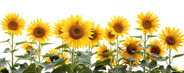 A vibrant field of sunflowers blooming in the sunlight, showcasing their bright yellow petals and green leaves.