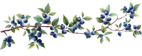 A vibrant illustration of blueberries on a branch, showcasing fresh fruits surrounded by lush green leaves.