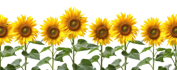 A vibrant row of sunflowers standing tall, showcasing their bright yellow petals against a green backdrop. © BoOm