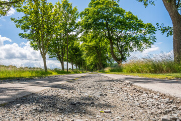 Allee in Kluis auf Rügen