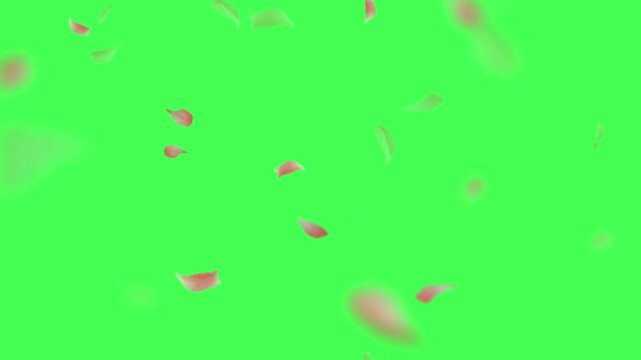 Cherry petals falling top quality animated on green screen 4k, 3D Animation, Ultra High Definition