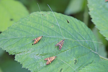Yellow-banded Longhorn Moths or Yellow-barred Long-horn, (Nemophora degeerella), three perched on a leaf, Cornwall, UK.
