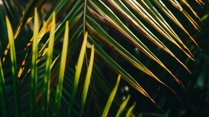 Obraz premium close-up of tropical palm leaves with sunlight