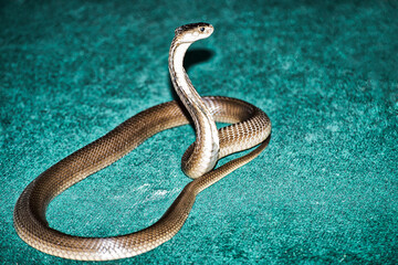 King Cobra or Ophiophagus Hannah in position to attack, this highly dangerous and venomous snake with its bite can kill a buffalo