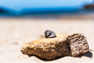 Beach treasure - seashells on the stone, close up view. 