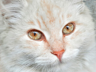 Close-up green eyes of beautiful white and orange cat. Stock Photo.