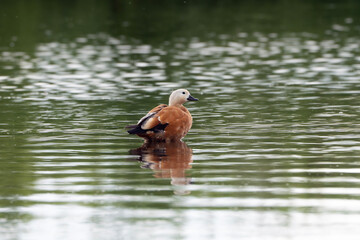 Ruddy Shelduck, Tadorna ferruginea in the water