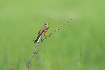 Western yellow wagtail in natural habitat, Motacilla flava