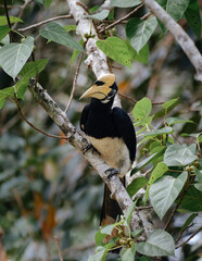 Oriental pied hornbill on a tree in Thailand