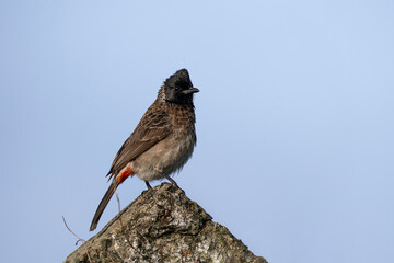 Red-vented bulbul in Sri Lanka, Pycnonotus cafer