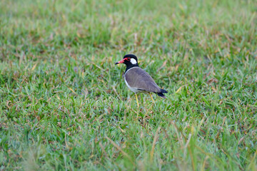 Red-wattled lapwing in the wetland, Malaysia