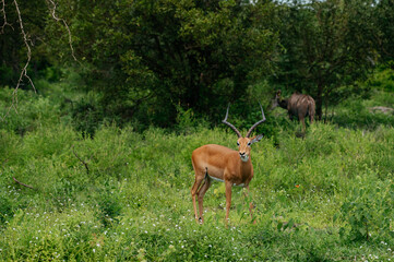 Deer are in their habitat.