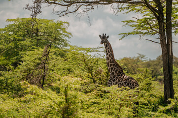 A giraffe in their real habitat. A giraffe in african savannah. Giraffe in tanzania